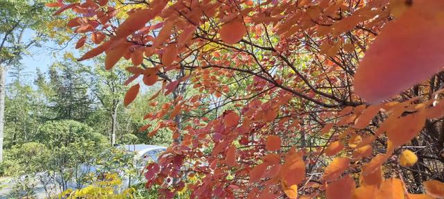 红啦！薛城金秋醉美红叶观赏地在凤凰绿道，漫山红叶美如画！