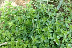 民间俗称“捆仙绳”，又有“消食草”之称，根系似人参，大家都在图片