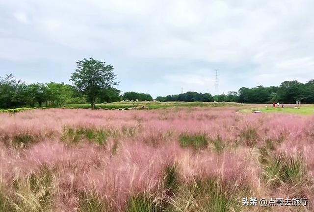 免费！成都最大面积粉黛草花海，粉色浪漫让人惊叹，地铁公交直达