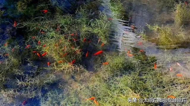 解锁太原的“不老密码”！藏在这汪千年泉水里~