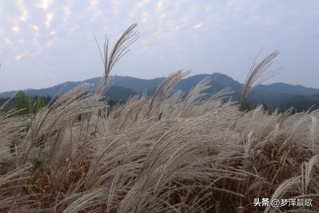 安陆：当银杏遇见芦苇 画框里的诗与远方