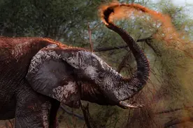 中国传统命理学的主要流派图片