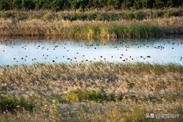 黄河口的“鸟浪”奇观频频出圈!四条经典观鸟线路出炉