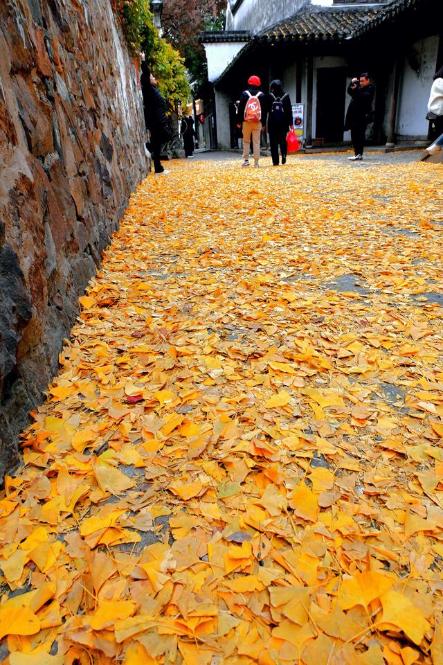 惠山古镇丨满地尽是🍂黄金甲