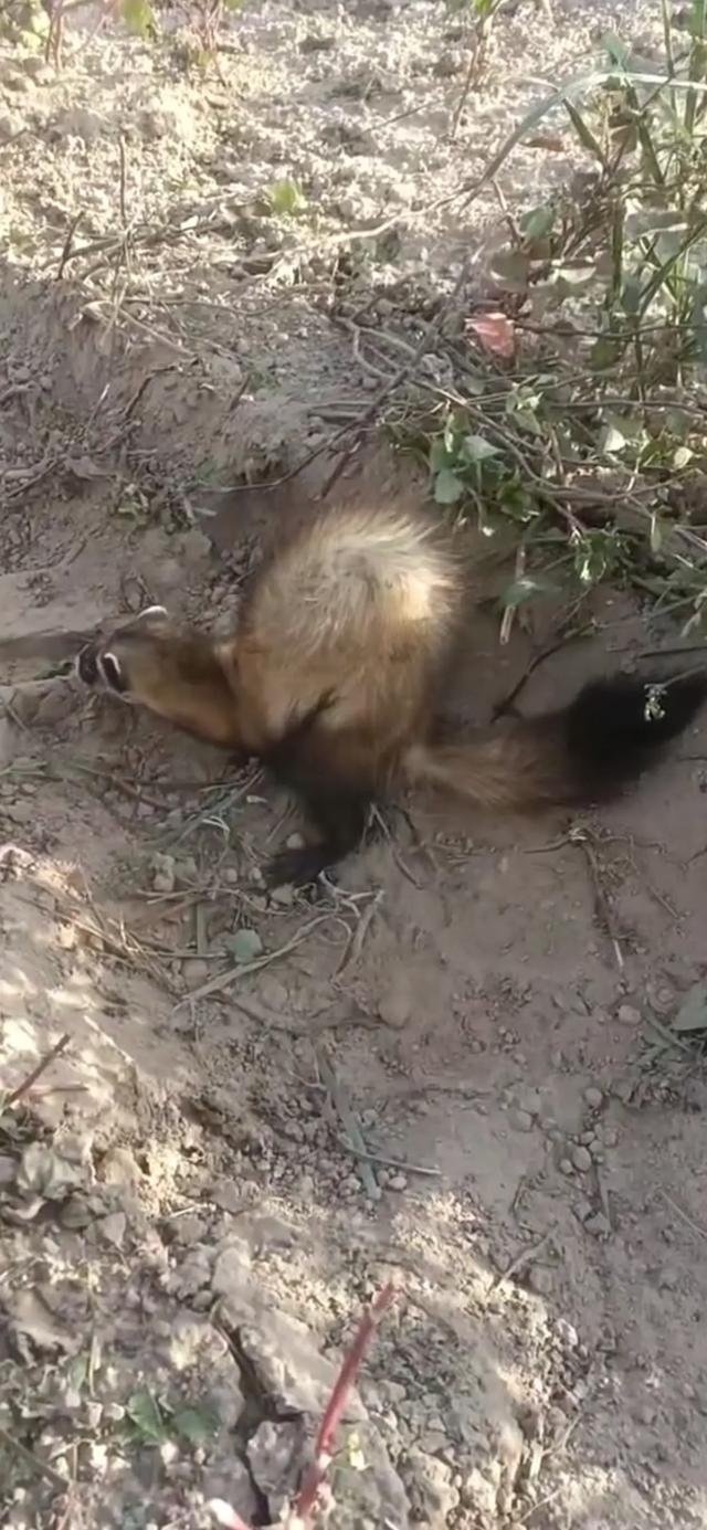 罕见！陕西榆林，有村民下地干活时，意外发现只不知名毛绒小动物