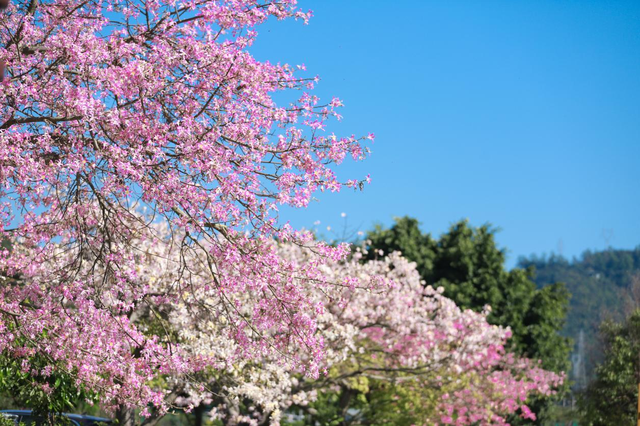 2026元旦去哪玩？来东莞观音山开启新年之旅！
