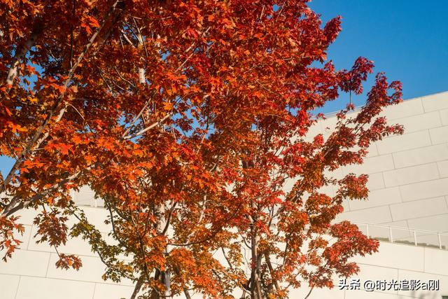 在正太广场，捡一片秋，装下整个城市的温柔！
