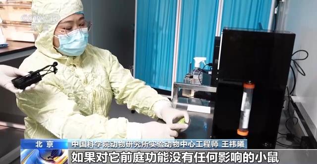 中国空间太空小鼠也要“过五关斩六将” ，300只中选拔4只