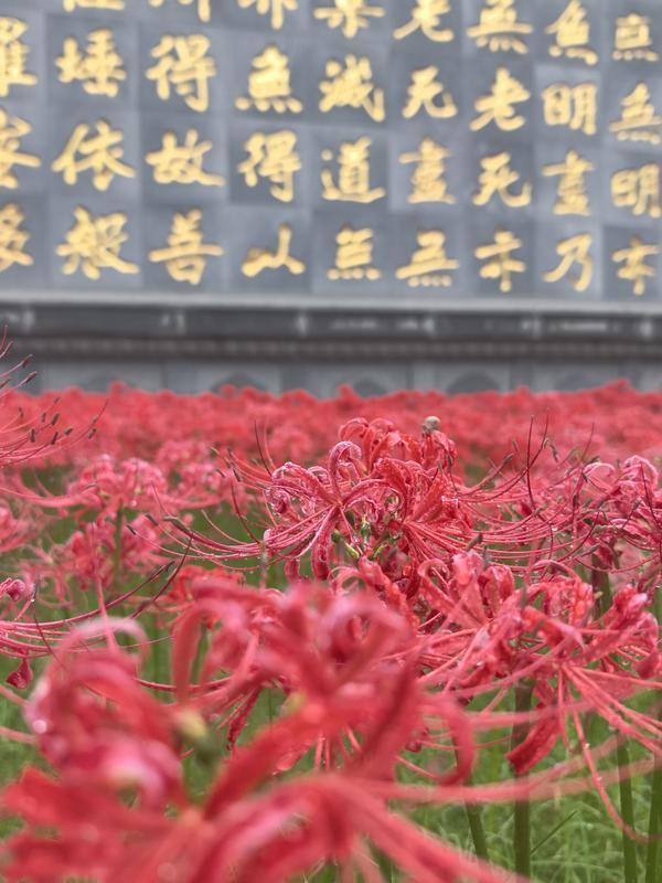 西安:彼岸花盛开宛若烟花 引市民游客围观