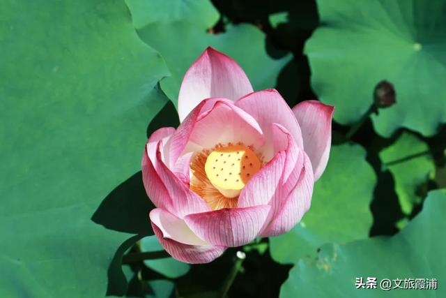 用“五感”打开霞浦的盛夏!