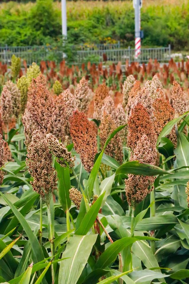 🧡秋日限定！郫都这片红高粱地超出片~