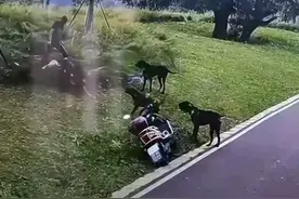 江西赣州恶犬事件通报结果来了，狗主人被实行刑事强制措施图片