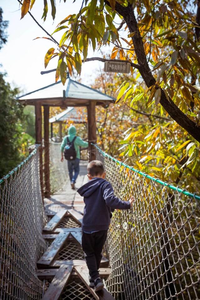 十一月二日，2025年第十七届枣庄市抱犊崮红叶季将盛大启动！