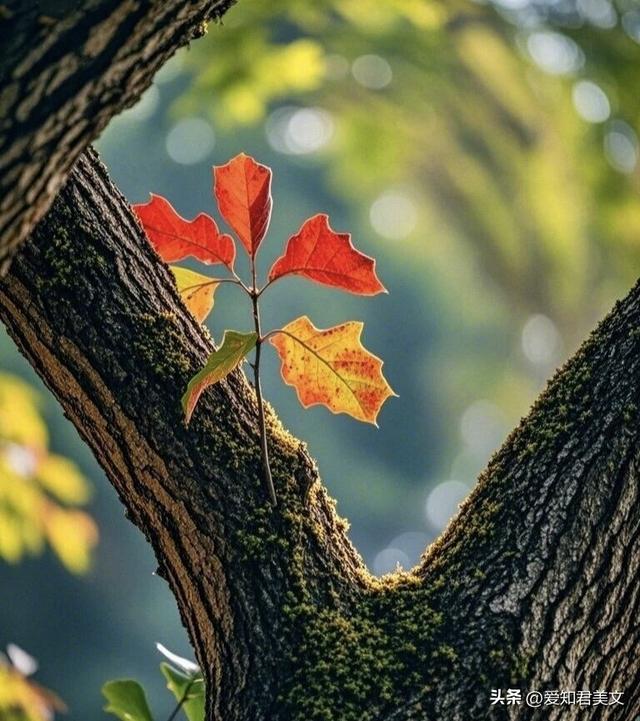 秋之雅趣，美不可言