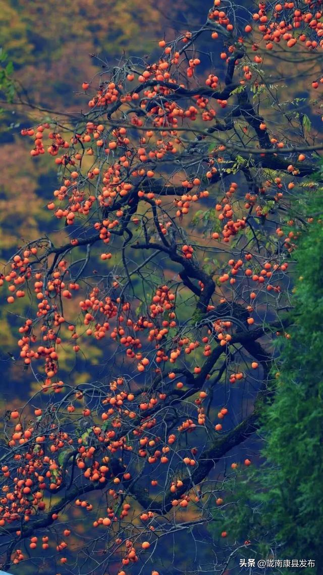 康县初冬，把最惊艳的色彩藏进时光褶皱里