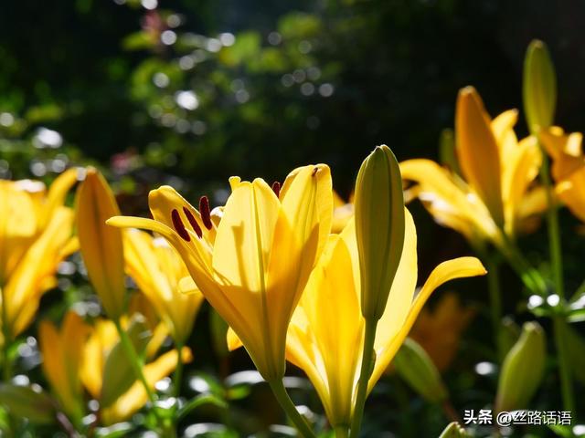 图集丨山丹：百合盛开，许你一个浪漫盛夏！