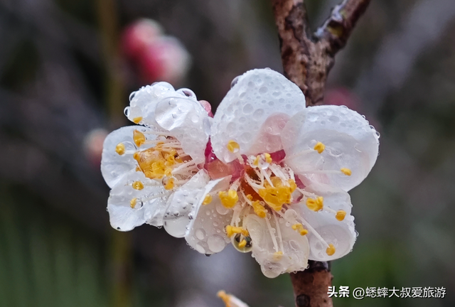 2026杭州西溪湿地“曲水探梅”正式拉开帷幕，来趟“梅”好约会吧