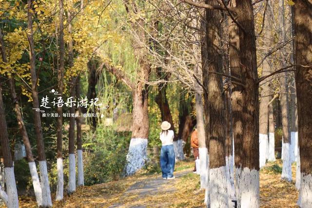 浙江宁波这个森林公园又火了，银杏林成为打卡胜地，水杉林更美丽