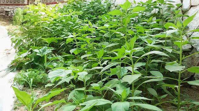 洋姜不是姜，是天然胰岛果，在中国被沦为咸菜，都快吃绝种了