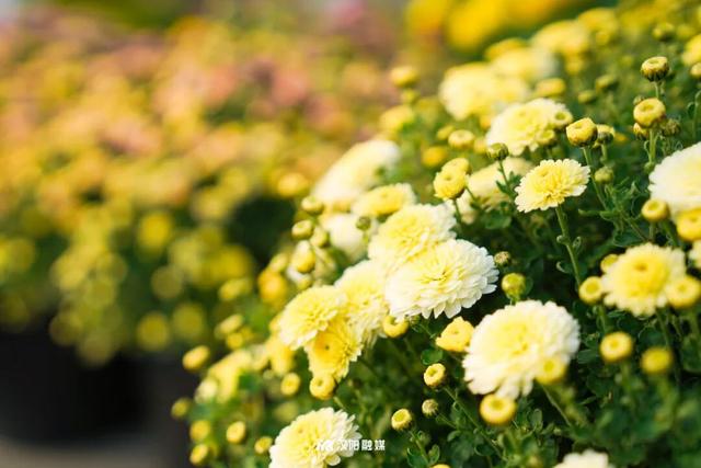 汉阳秋游隐藏副本：逛童话世界，刷个顶流花展