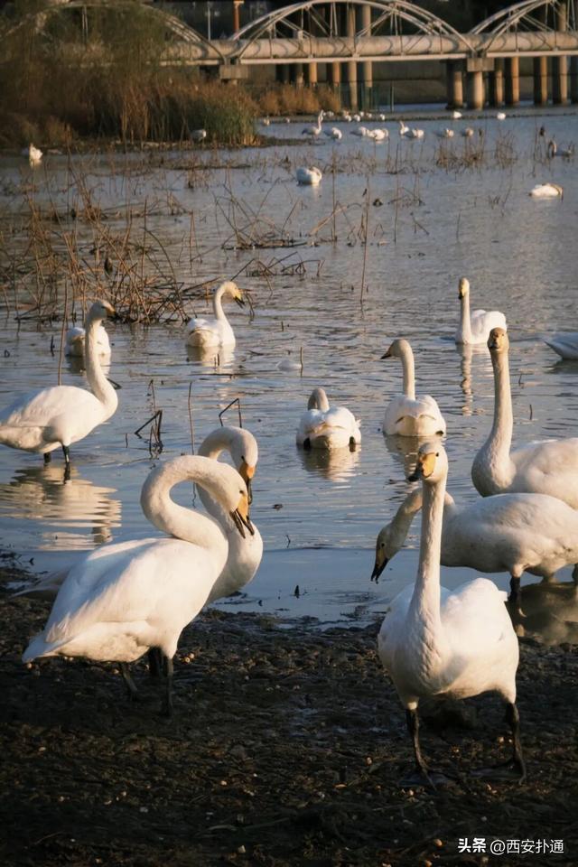 西安出发当日往返，天鹅湖游玩全攻略！