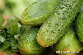 患这3种病，一口黄瓜都不能吃！医生：有人不听，患癌才知道后悔图片