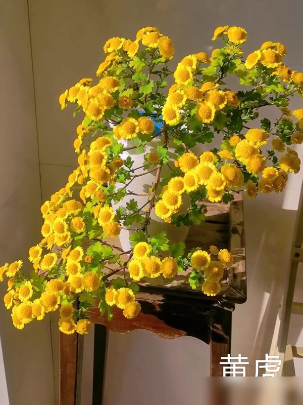 阴花不能进阳宅！这5种花“打死”也不养，家里若有？快挪走！#