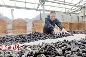 古法工艺，让山村药香飘得更远图片