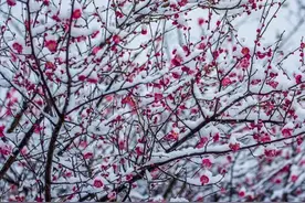 “待到山花烂漫时，她在丛中笑”小学四年级必背《卜算子·咏梅》图片