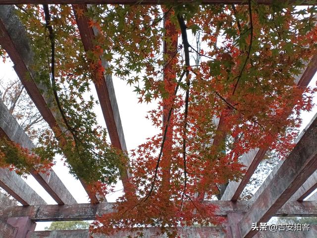 美丽吉安之安福：蒙岗岭公园初冬风光欣赏