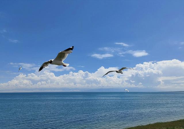 夏日里的青海湖 ：花正黄，水正清，天正蓝…