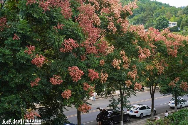 遵义街头的美景刷屏了！到底是“花”还是“果”？