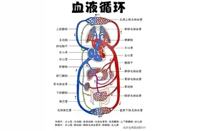 一图看懂人体血液循环，看到学到！图片