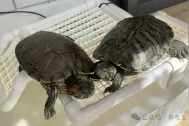 多深的水环境需要设置晒台？和水深有毛线关系图片