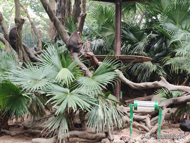 参观广州长隆野生动物园，全程感觉眼累手累腿不累