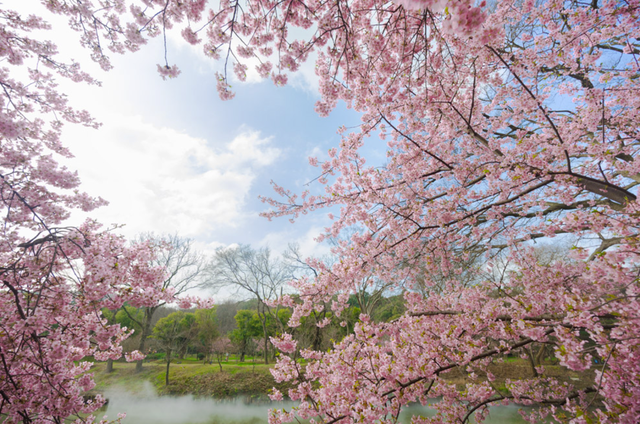 限时开通！直达鼋头渚