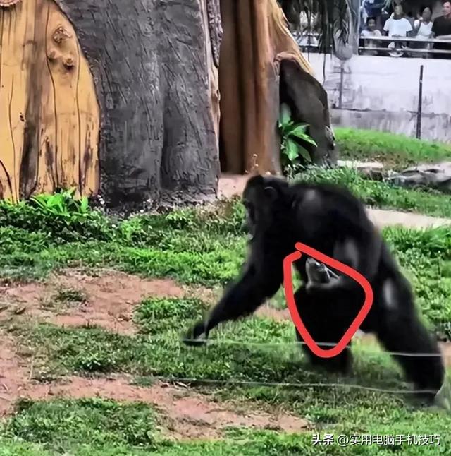 雪豹咬人内幕曝出！村支书还原真相	，央视发文怒批，当事人被打脸