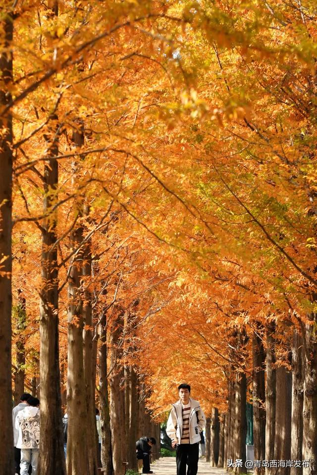走不出这画了，我已被西海岸的秋景迷倒 🥹