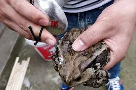1斤价值上万？曾广泛出现却被无视，现经常出现在城市还受保护？图片