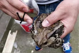 1斤价值上万？曾广泛出现却被无视，现经常出现在城市还受保护？图片