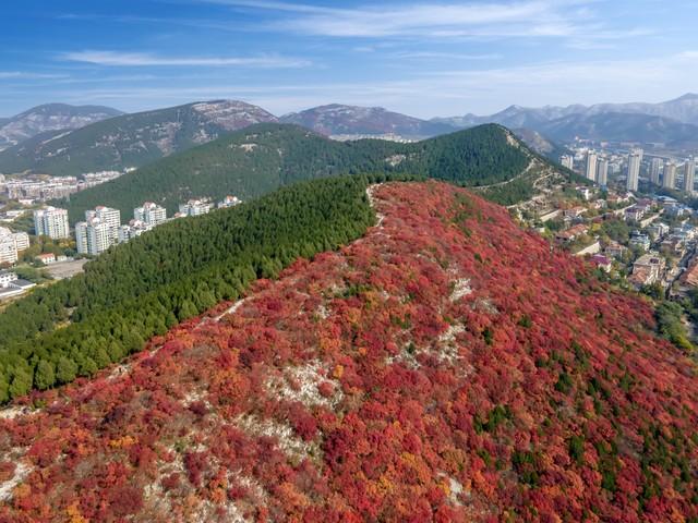 不藏了，济南5个红叶仙 境，最后一个美到词穷！