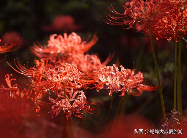 杭州顶流石蒜花正式开赏，六大区域一展览，可满足秋日梦幻之行！