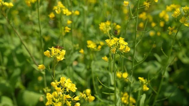 超级出片！福清这里有金色花海！