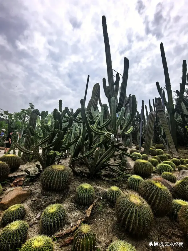 一个五A级植物园，到底藏着哪些值得看的地方，这是最实在的攻略