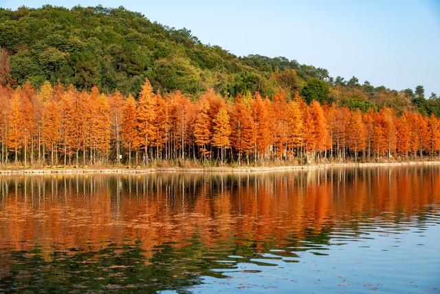 这才是江南秋天的天花板！浙江5大红叶秘境，带你走进古典水彩画
