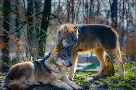 偌大的狼群，只有狼王夫妇有交配权，到了发情期其他的狼怎么办?图片
