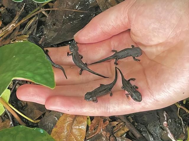 野外仅存600多只！浙江4人徒手抓26只	，价值10多万