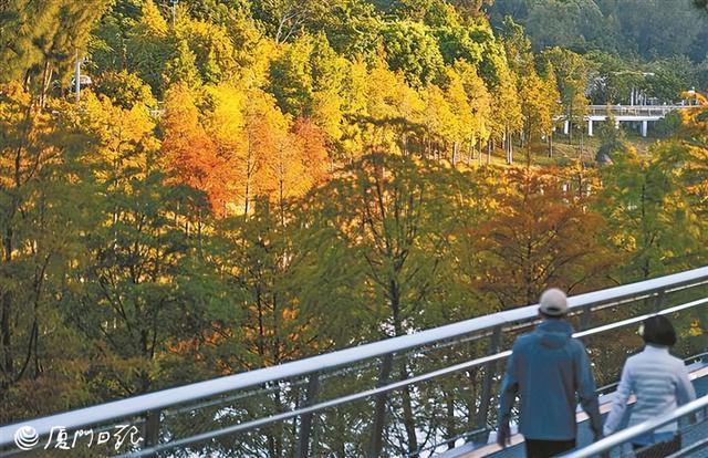 层林尽染！厦门落羽杉正当红