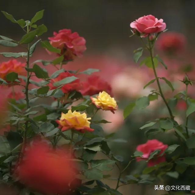 藏不住了！西藏新增14个国家4A级景区，你认识几个？