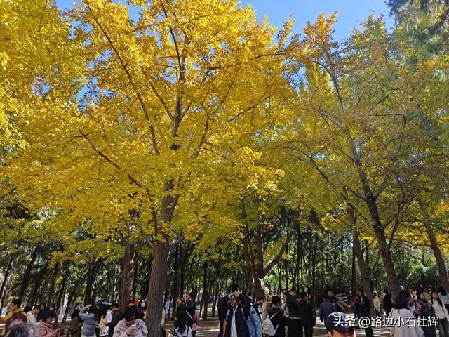 昔日皇家祭坛，今日大众踏秋——地坛秋日赏银杏